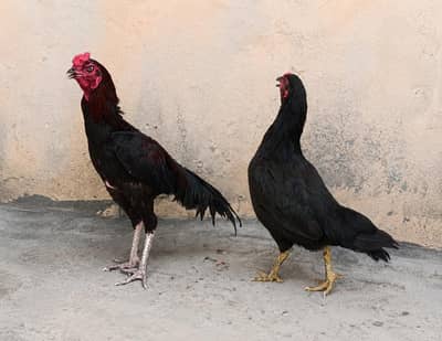 aseel pair for sale with two chicks