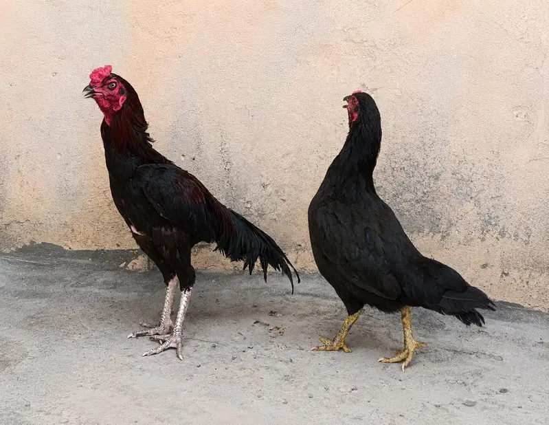 aseel pair for sale with two chicks