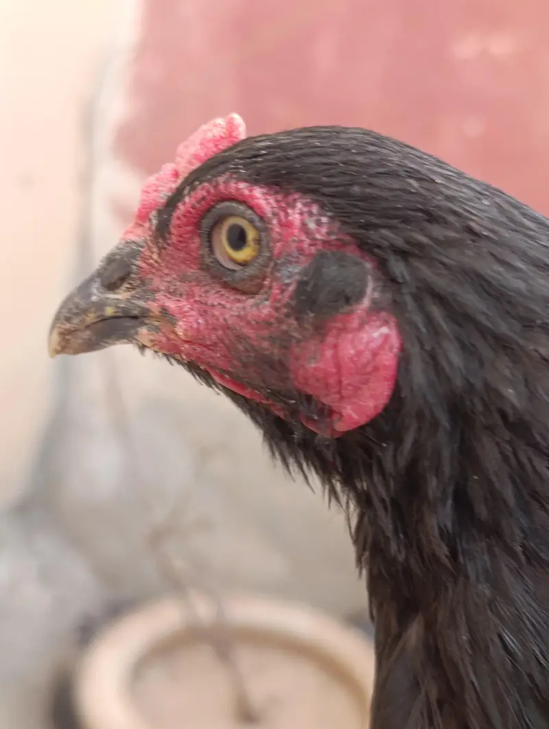 aseel pair for sale with two chicks — photo 3