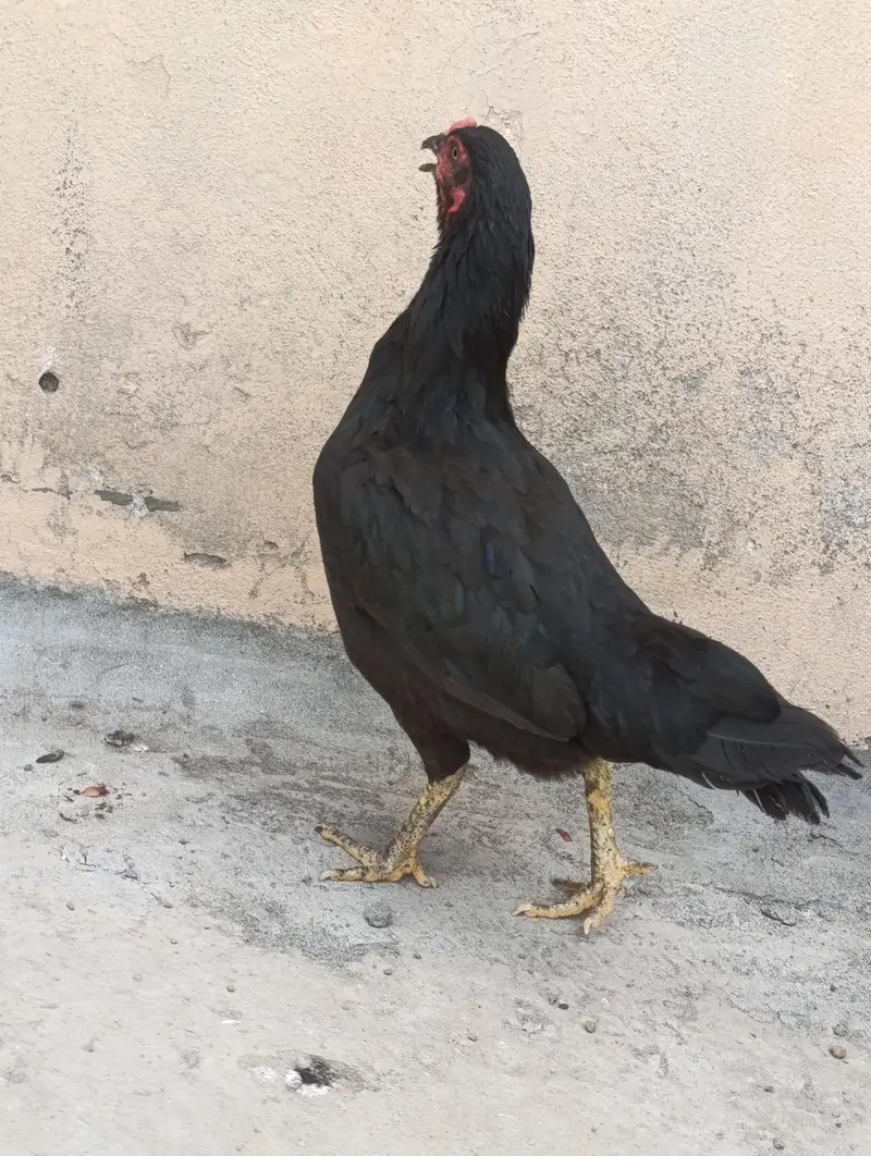 aseel pair for sale with two chicks — photo 4