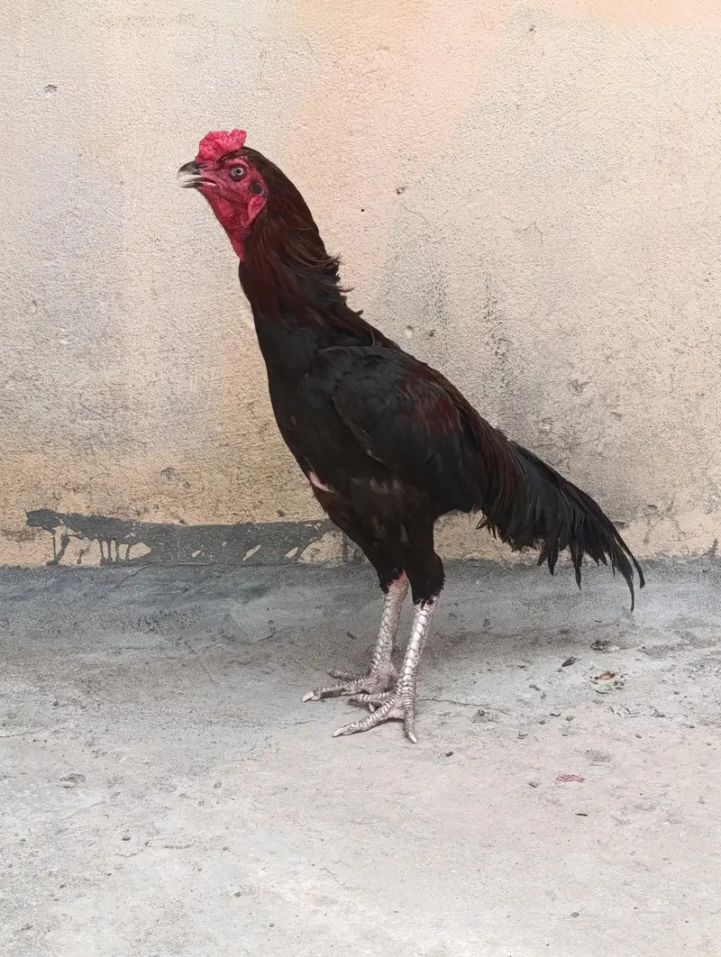 aseel pair for sale with two chicks — photo 5