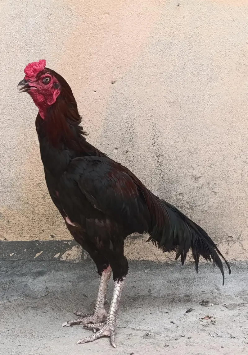 aseel pair for sale with two chicks — photo 6