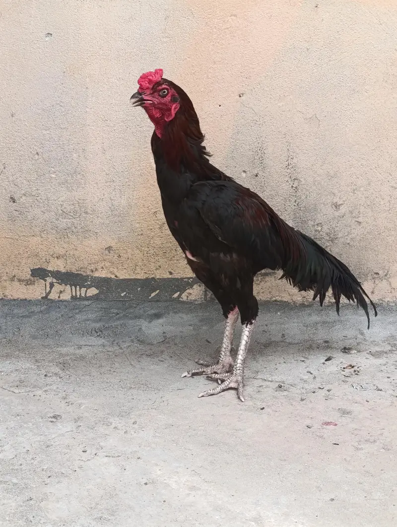 aseel pair for sale with two chicks — photo 7