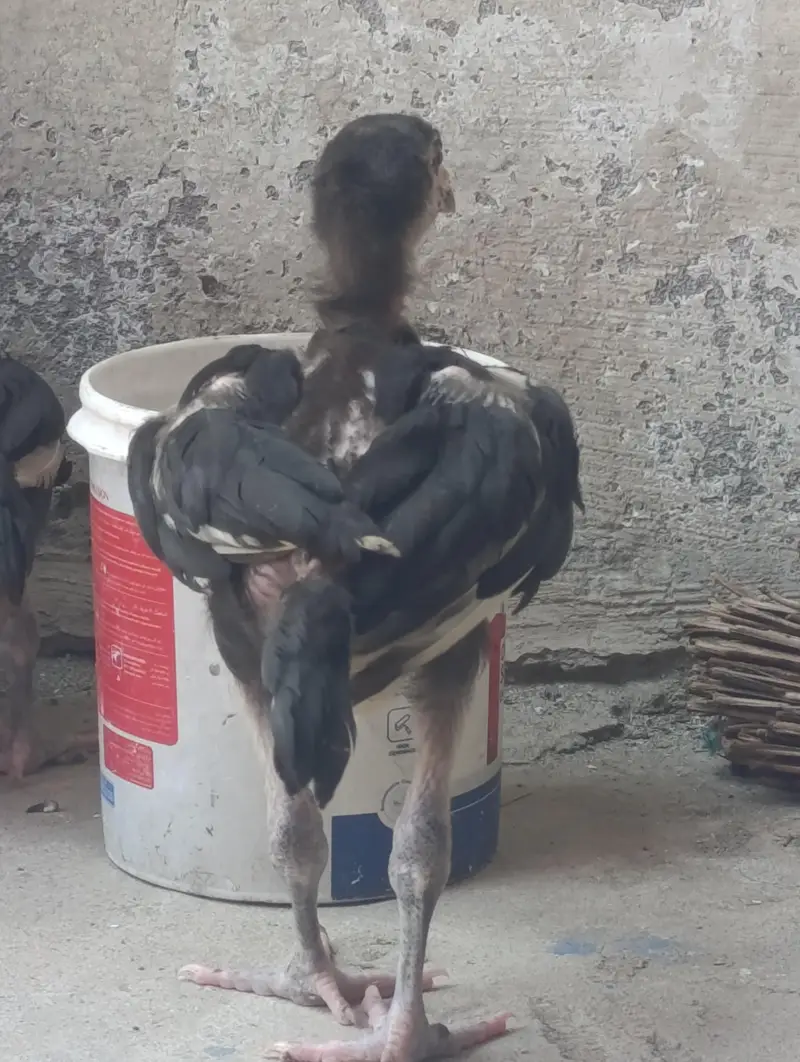 aseel pair for sale with two chicks — photo 8