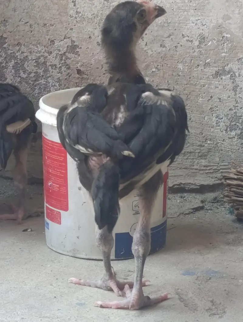 aseel pair for sale with two chicks — photo 9