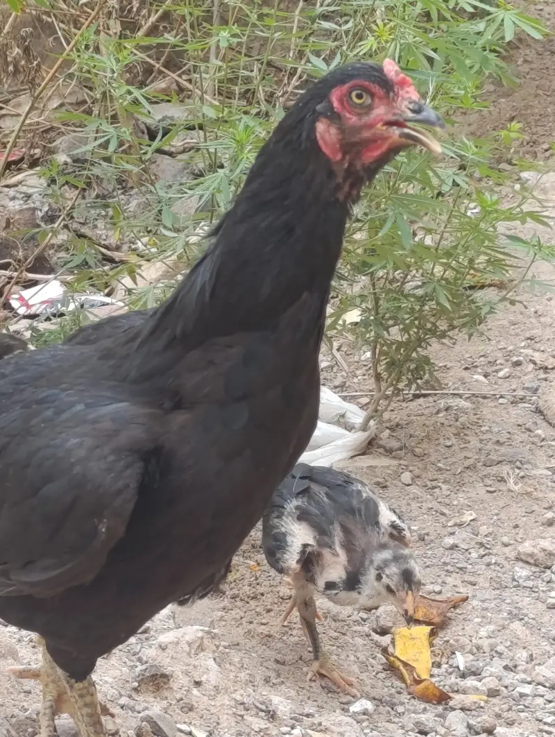 aseel pair for sale with two chicks — photo 10