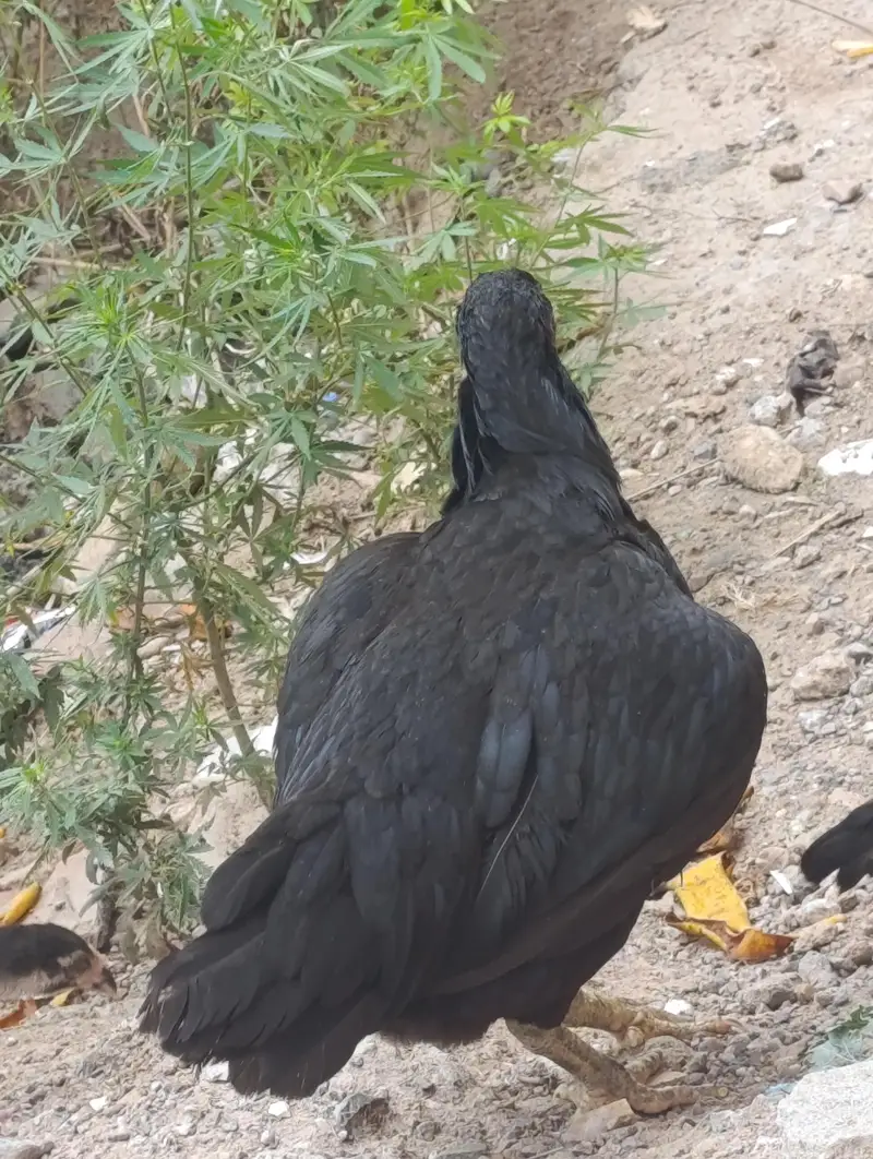 aseel pair for sale with two chicks — photo 11