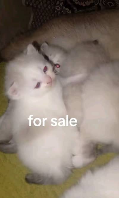 For sale urgent Whatsapp number 03271876815