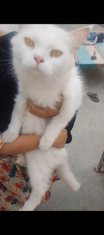 13 month ki cat or 1 baby billa hai 03 months ka