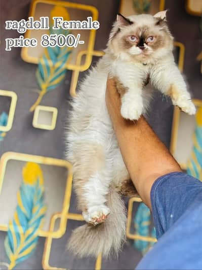 Ragdoll beautiful female cat  03054978053