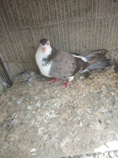 not pair but male and female 2 pigeons