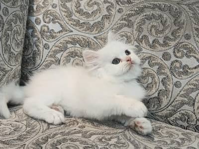 Purebred Persian kitten
