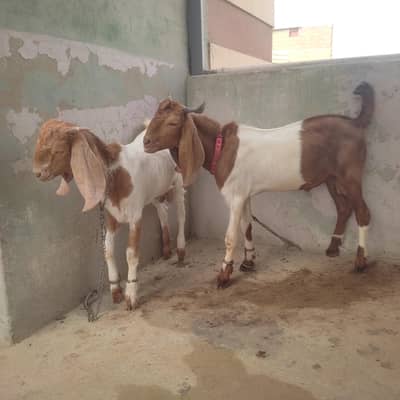 Bakery for sale | Fancy bakery | Goat for sale | qurbani bakery 2027