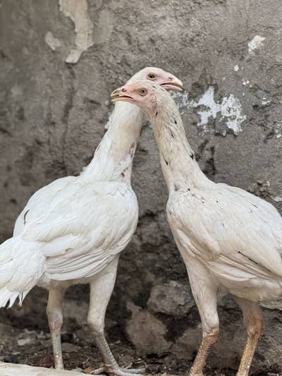 2 Shamo cross Females