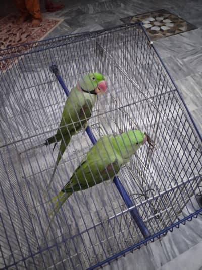 parrot