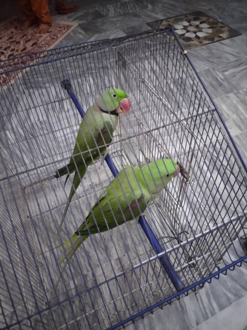 parrot 0