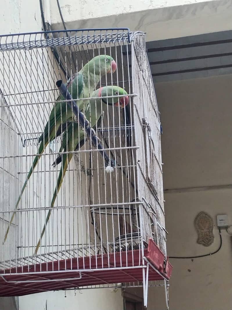 parrot 1