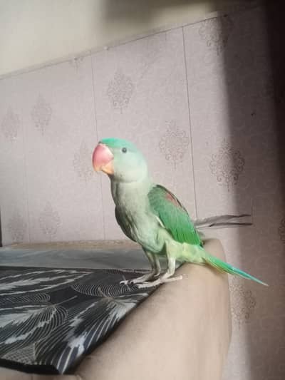 raw parrot 3 month