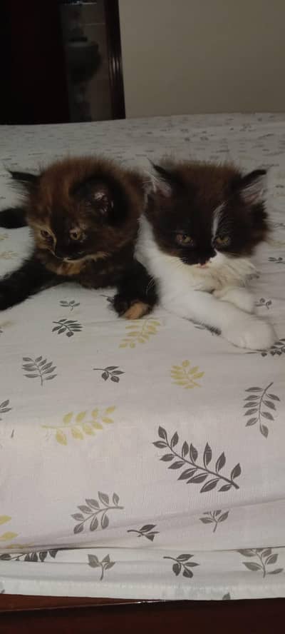 Healthy Male & Female