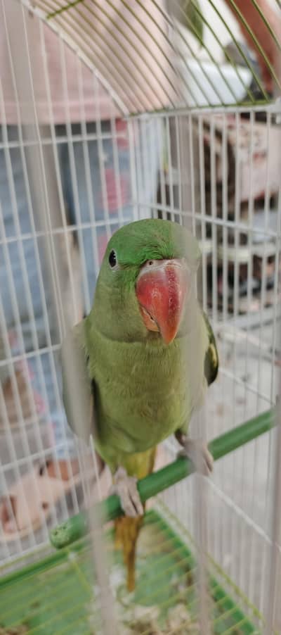 Raw Parrot