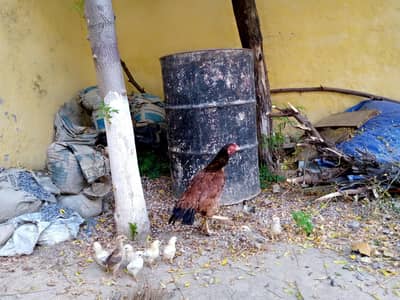 aseel hen with 9 chiks