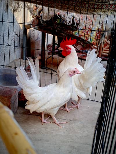 White Japanese Bantam Pair