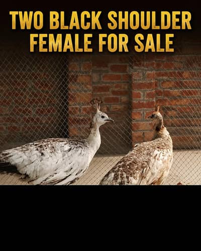 2 Black shoulder female egg laying for sale urgent b