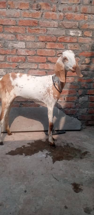 Amertsari bakri | desi Goat | بکری | Amertsari female goat for sale