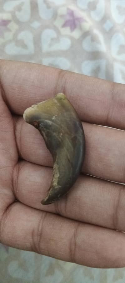 Lion Nail