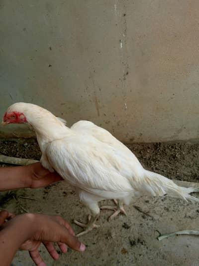 aseel heera murgi