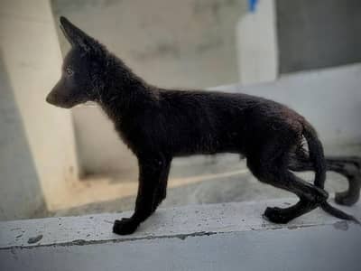 black German shepherd high quality