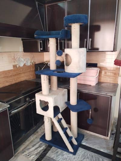 CAT PLAY HOUSE