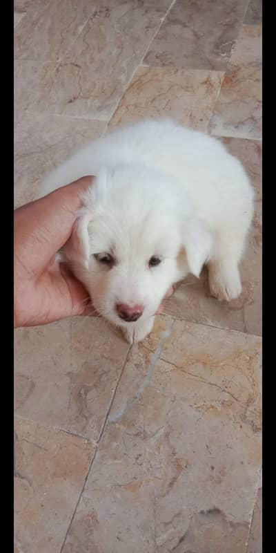 Russian dog pupy pomerion nasal