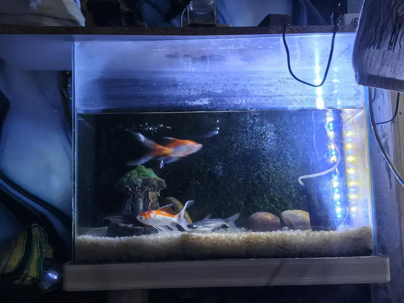 Complete Aquarium Setup with Fish, Stand & Accessories – Ready to Use — photo 3