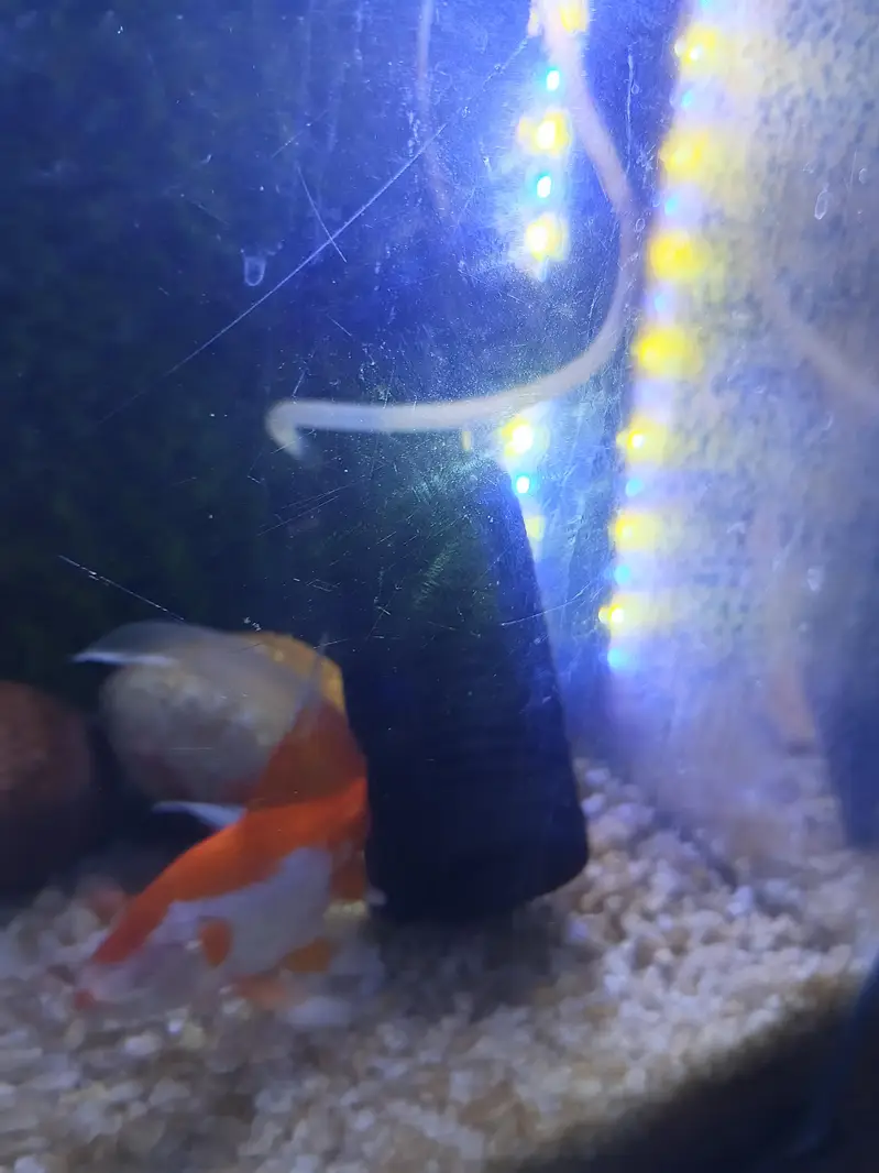 Complete Aquarium Setup with Fish, Stand & Accessories – Ready to Use — photo 5