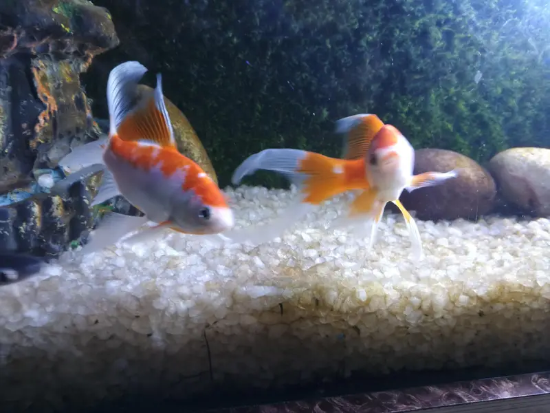 Complete Aquarium Setup with Fish, Stand & Accessories – Ready to Use — photo 6