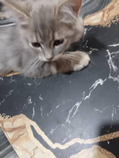 Persian play full kittens 03134473510