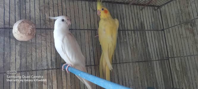 cocktail breeder pair