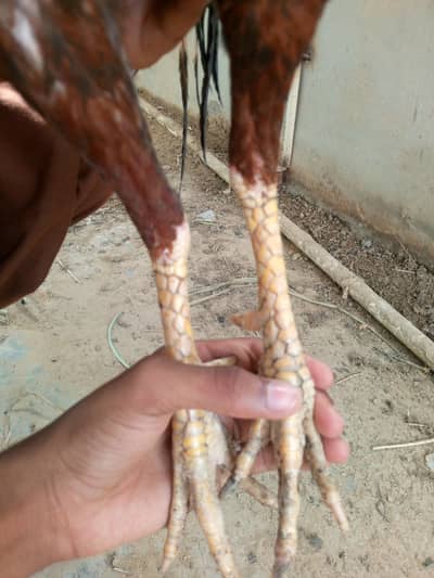 aseel miawali breeder