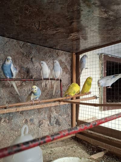 Australian Budgies  parrot