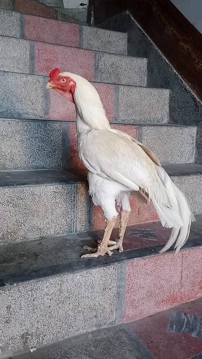 miawali aseel murga hera