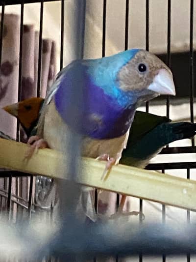 Blue Goldin male for sale