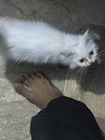 White Female Kitten