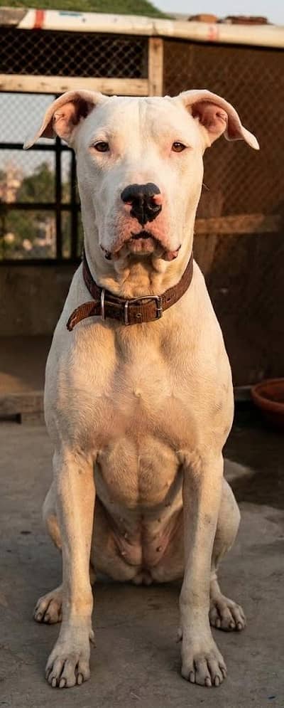 Gultair Quality Female Avl For Sale