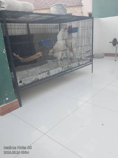 German king size o shamo top premium quality chicks available