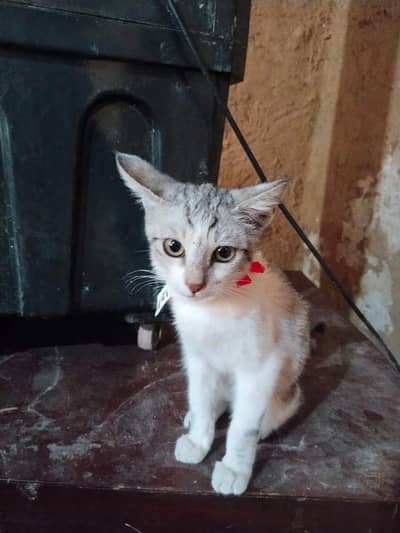 Two kittens for adoption