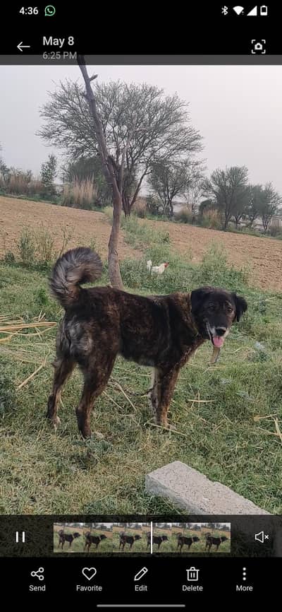 pure Bakarwali