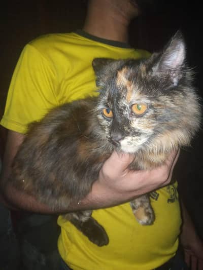 2 cod cat it is very nice or Iski vaccine hui h or Double coated h