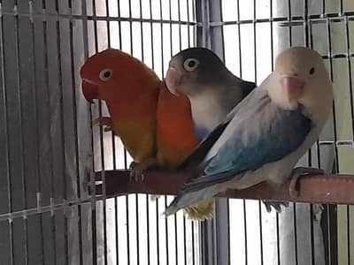 Love birds | parrots | lovebirds breeder pair | birds