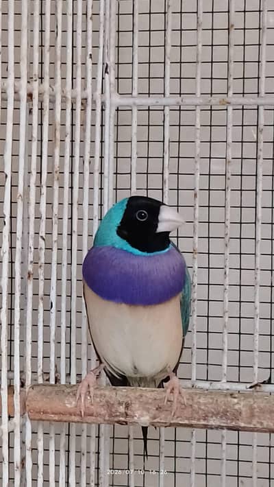 Gouldians for sale